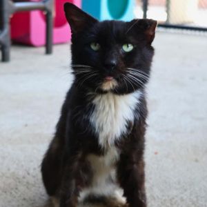 MOWGLI, Adult Male unknown