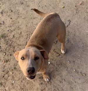 CHIQUIS, Young Female unknown