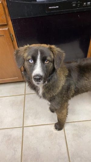 HENNY, Adult Male unknown