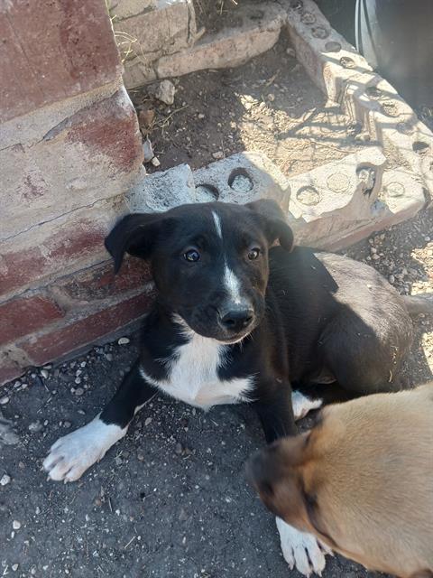 BLACKIE