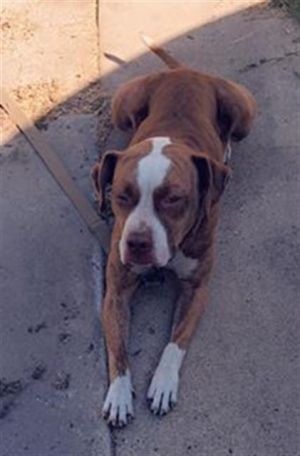 SASHA PAWS, Adult Female unknown
