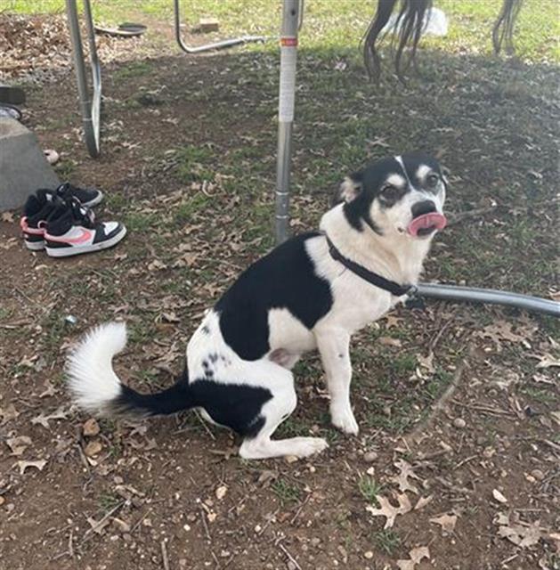 Dog for adoption PONY, a Chihuahua & Cavalier King Charles Spaniel Mix in San Antonio, TX