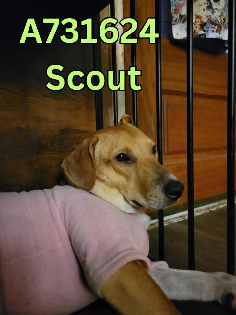 SCOUT