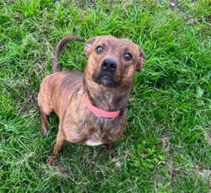 BAILEY, Adult Female unknown