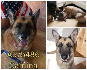 CAMINA, Senior Female unknown