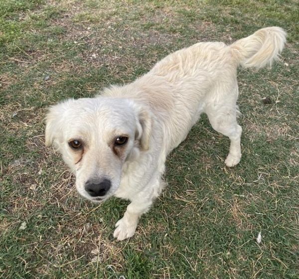 Chaparro photo 1