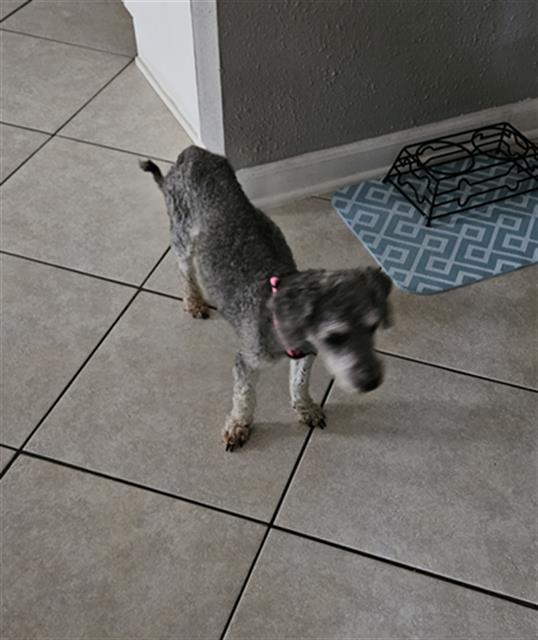 MAISY