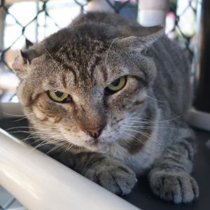 ROCKO, Adult Male unknown