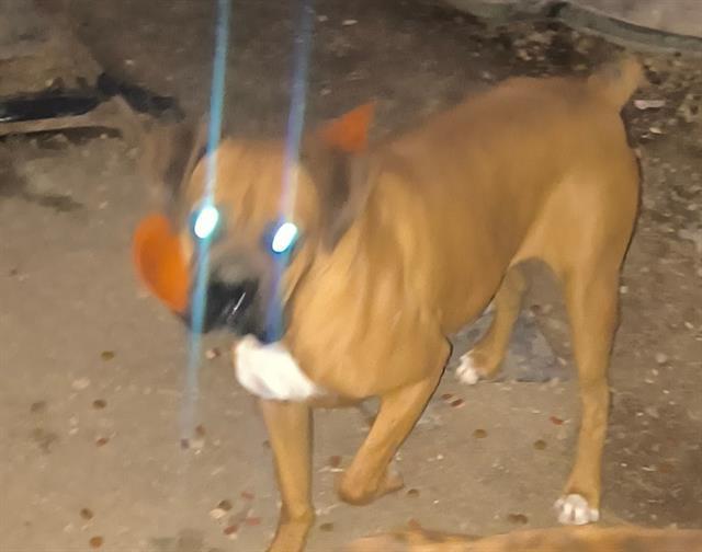 GORDO