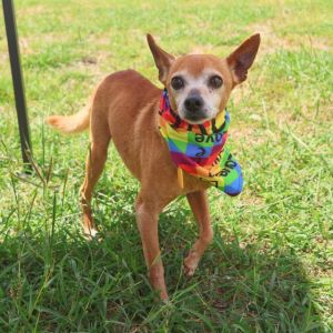 RUSSELL CHIHUAHUA, Adult Male unknown