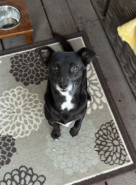 CHULA