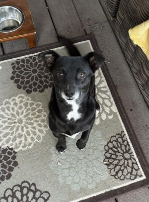CHULA, Young Female unknown