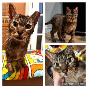 JADA, Young Female Domestic Short Hair