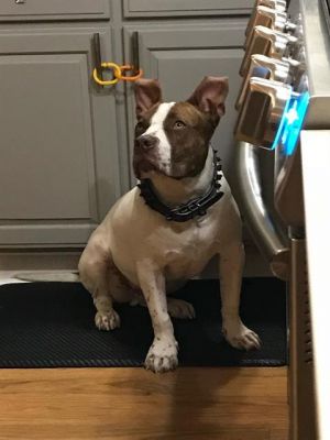 JUICE, Adult Male unknown