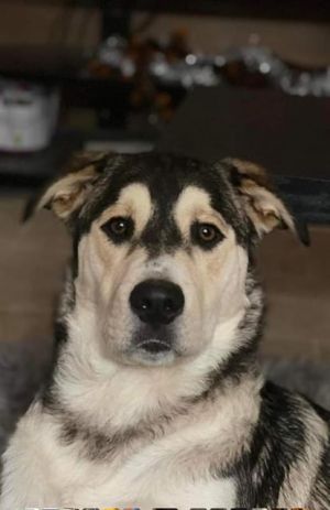 ROCKET, Adult Male unknown
