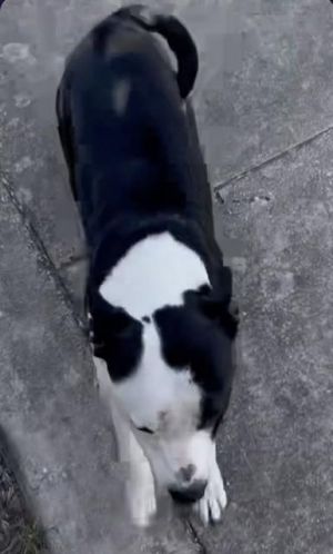 RAIDER, Young Male unknown