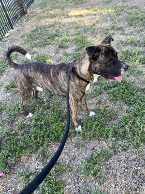 CASH, Adult Male unknown