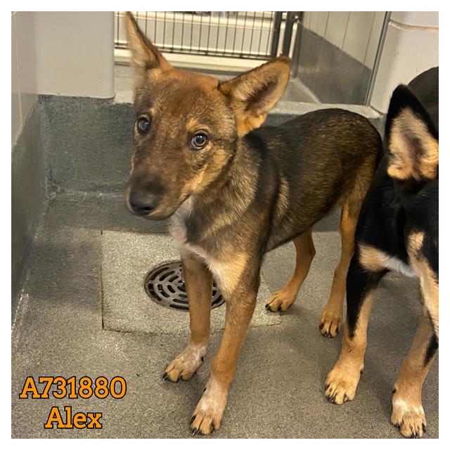 ALEX