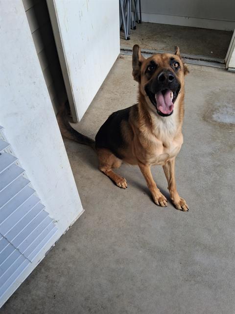 LAYLA