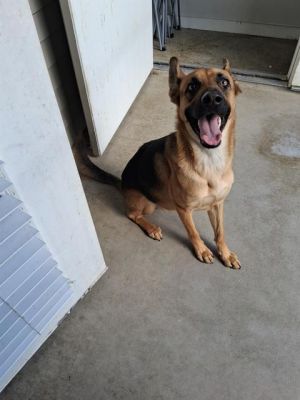 LAYLA, Young Female unknown
