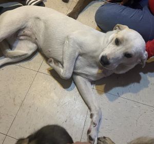 MOLLY, Adult Female unknown