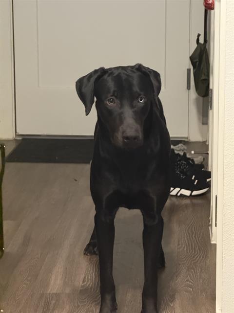 CESAR