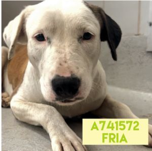 FRIA, Adult Female unknown