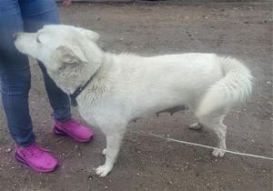 SNOWBALL, Adult Female unknown