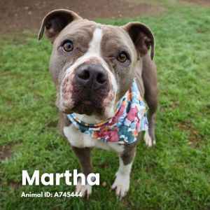 MARTHA, Adult Female unknown