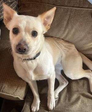 BELLA, Adult Female unknown