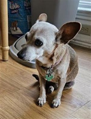 TOOTSIE, Senior Female unknown