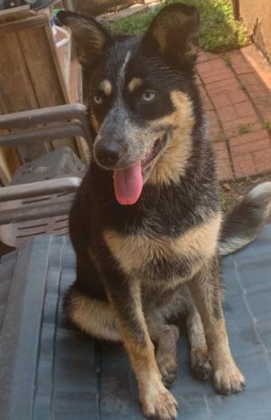 SKY, Adult Female unknown