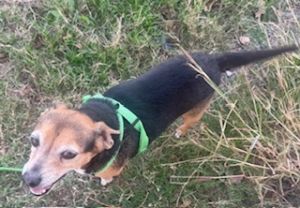 CHIQUITO, Senior Male unknown