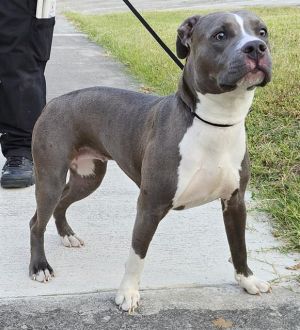 SUGAR, Adult Female unknown