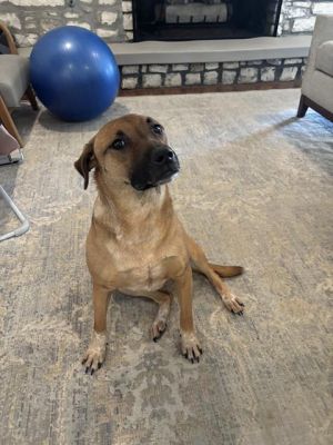 RUBY, Adult Female unknown