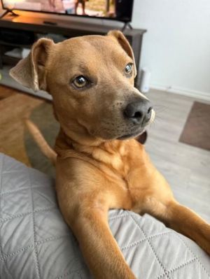 SCRAPPY DOO, Young Male unknown