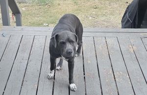SKY, Adult Female unknown