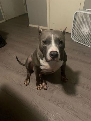 BOBA FETCH, Adult Male unknown
