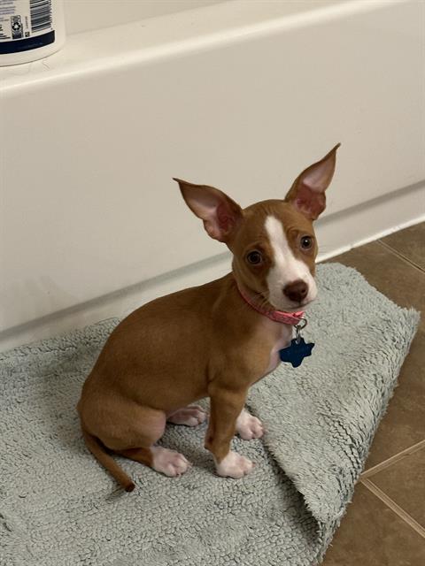 FRANKIE