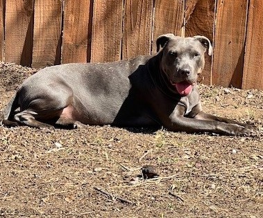 MOJO