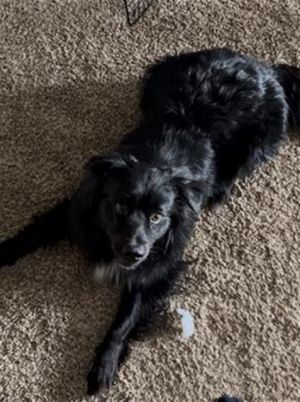 KODA, Young Male unknown