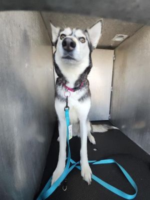 DAISEY, Adult Female unknown