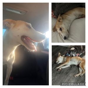 NALA, Adult Female unknown