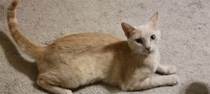 EMILY, Young Female Domestic Short Hair