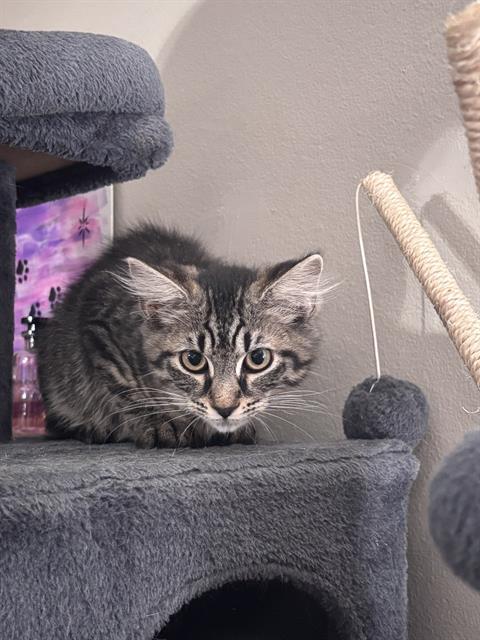 SAFFRON, an adoptable Domestic Short Hair in Fort Walton Beach, FL, 32548 | Photo Image 1