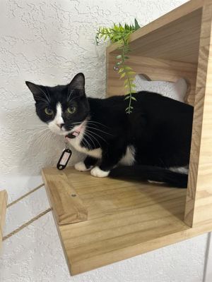 STORMIE, Young Female Domestic Short Hair