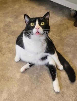 BUTTERBALL, Adult Female Domestic Short Hair