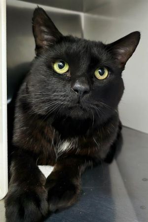 WILBUR, Adult Male Domestic Short Hair