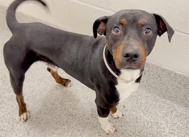 ROCCO, an adoptable Beauceron, Mixed Breed in Houston, TX, 77076 | Photo Image 1