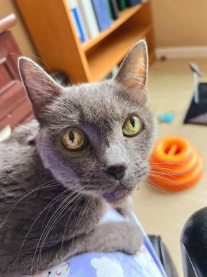 SADIE MAE, Senior Female Domestic Short Hair